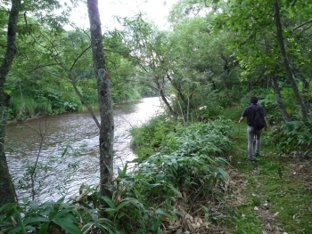 ウヨロ川:サケの遡上が観察できる ウヨロ川:サケの遡上が観察できる