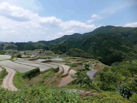 小崎棚田コース:棚田遠景 小崎棚田コース:棚田遠景