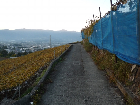 深沢コース：ぶどう畑沿いの道
