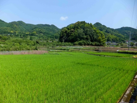 網津コース:のどかな田園風景 網津コース:のどかな田園風景
